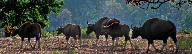 Kanha National Park