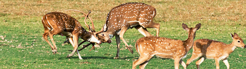 Ranthambore National Park